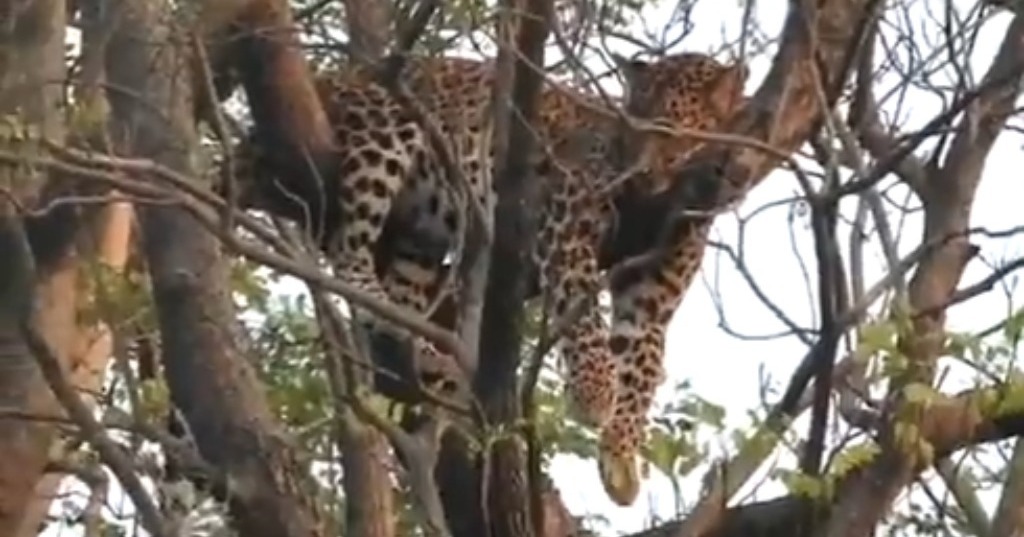 बाघ के डर से तेंदुआ पेड़ पर चढ़ा