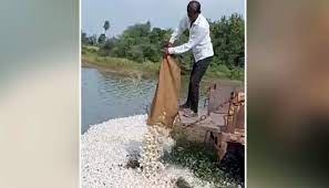 बुरे दौर से गुजर रहा है लहसुन उगाने वाला किसान