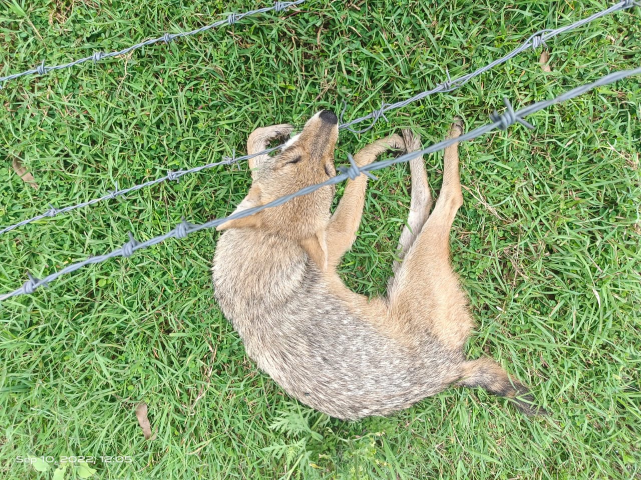 5 गौवंश और  सियार करंट की चपेट में