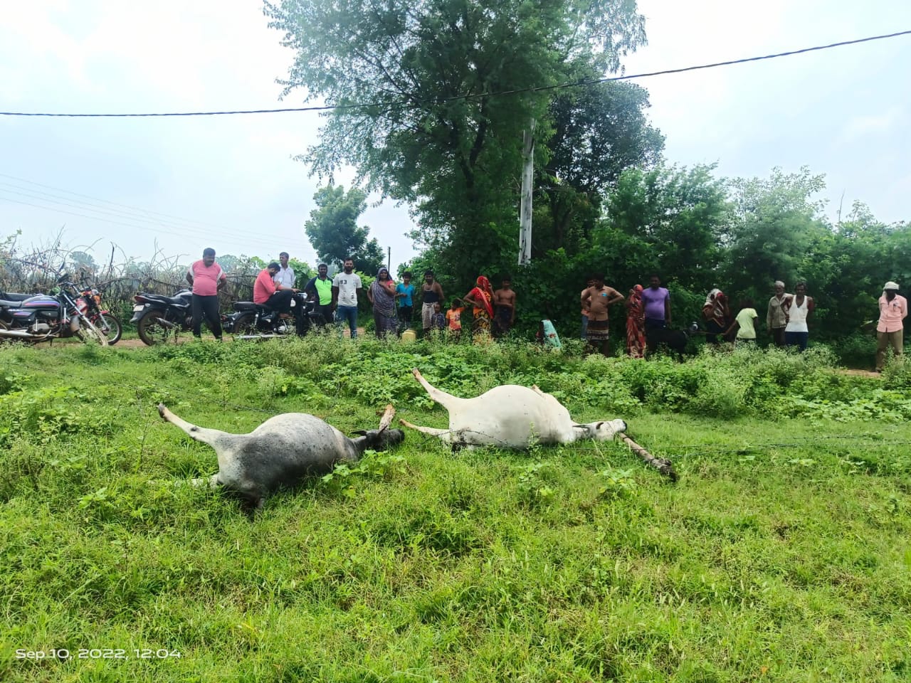 5 गौवंश और  सियार करंट की चपेट में