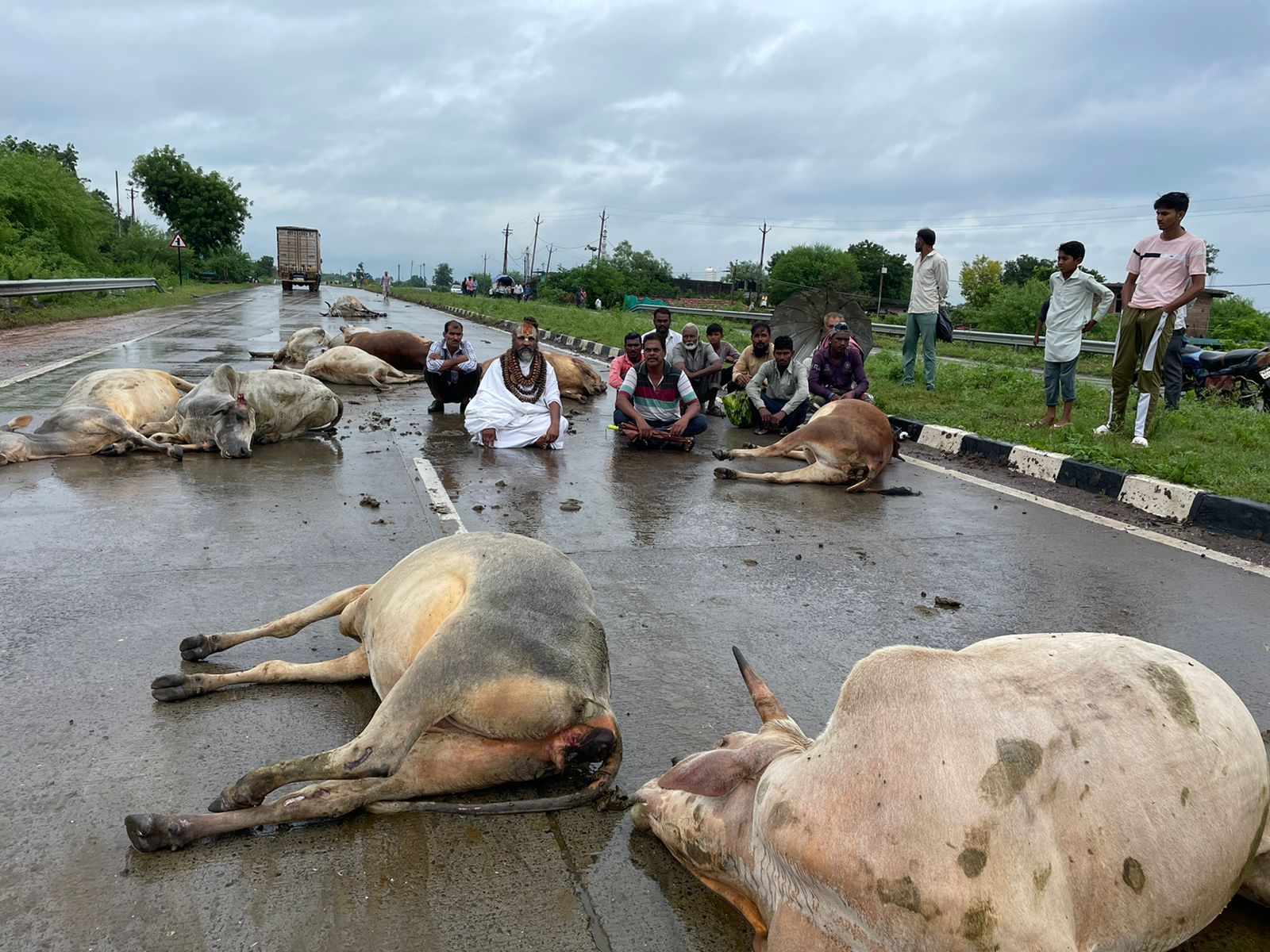 गायों को लेकर कंप्यूटर बाबा धरने पर