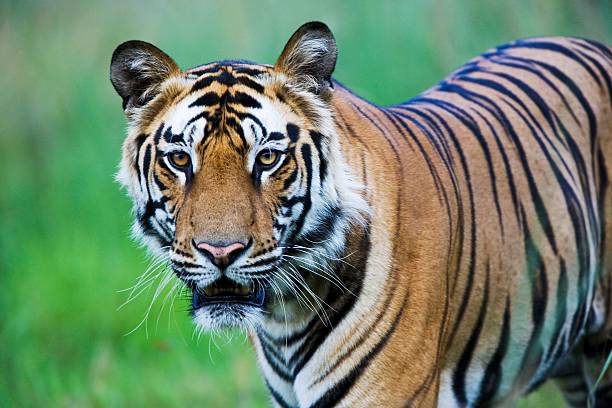 जंगल में युवक पर बाघ ने किया हमला