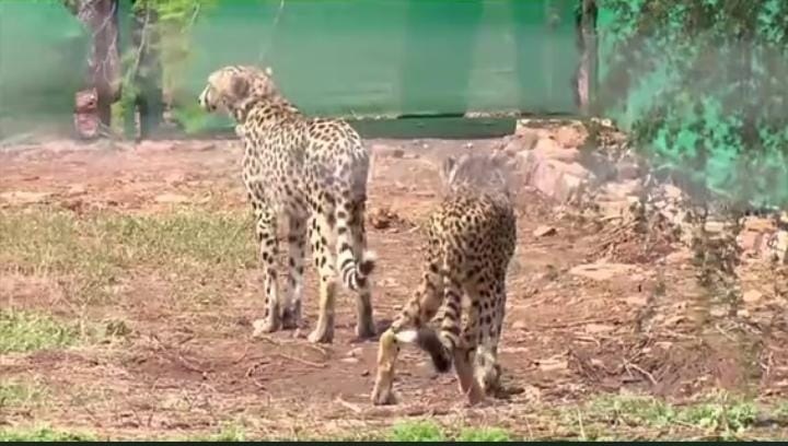 देश में चीता युग की एक बार फिर  शुरुआत  