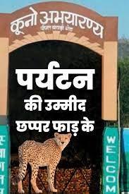 अब चीता स्टेट भी बना टाइगर स्टेट  