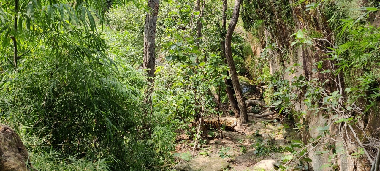 बांधवगढ़ रिज़र्व में थमी बाघिन के सांसे