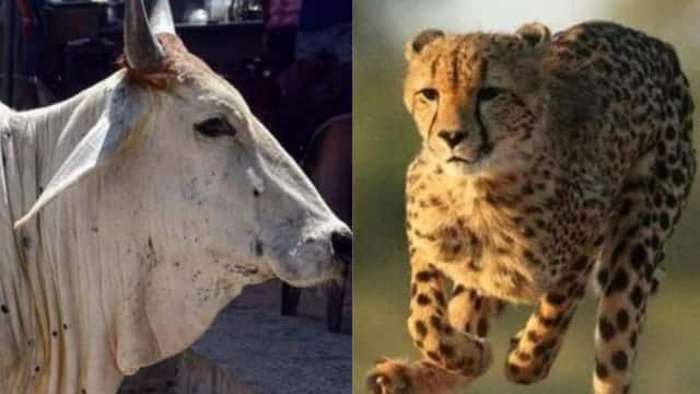 जहां लंपी वायरस पहले से थे उसी देश से लाए गए चीते