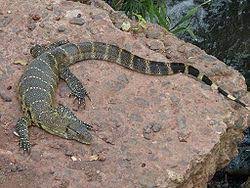 विलुप्त जीव गोह की मौत वन विभाग के लिए सामान्य घटना