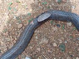 डॉक्टर ने किया कोबरा सांप का इलाज