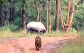 नीलगाय ने दिया शिकारी बाघिन को चकमा