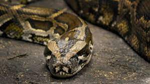 सड़क पर आया पांच फ़ीट का अजगर