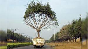 पांच पेड़ों का किया गया ट्रांसफर