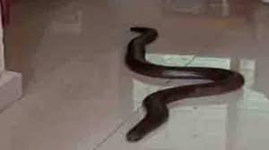 MP में किया 10 करोड़ के दुर्लभ सांप का रेस्क्यू