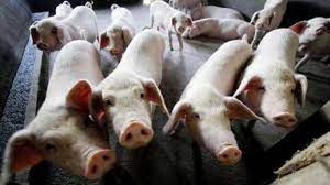 कटनी में सूअर में अफ्रीकन स्वाइन फीवर रोग की पुष्टि