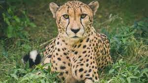 चीता ब्रदर्स को पसंद आ गया कूनो नेशनल पार्क