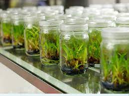 टिश्यू कल्चर तकनीक में किया कमाल