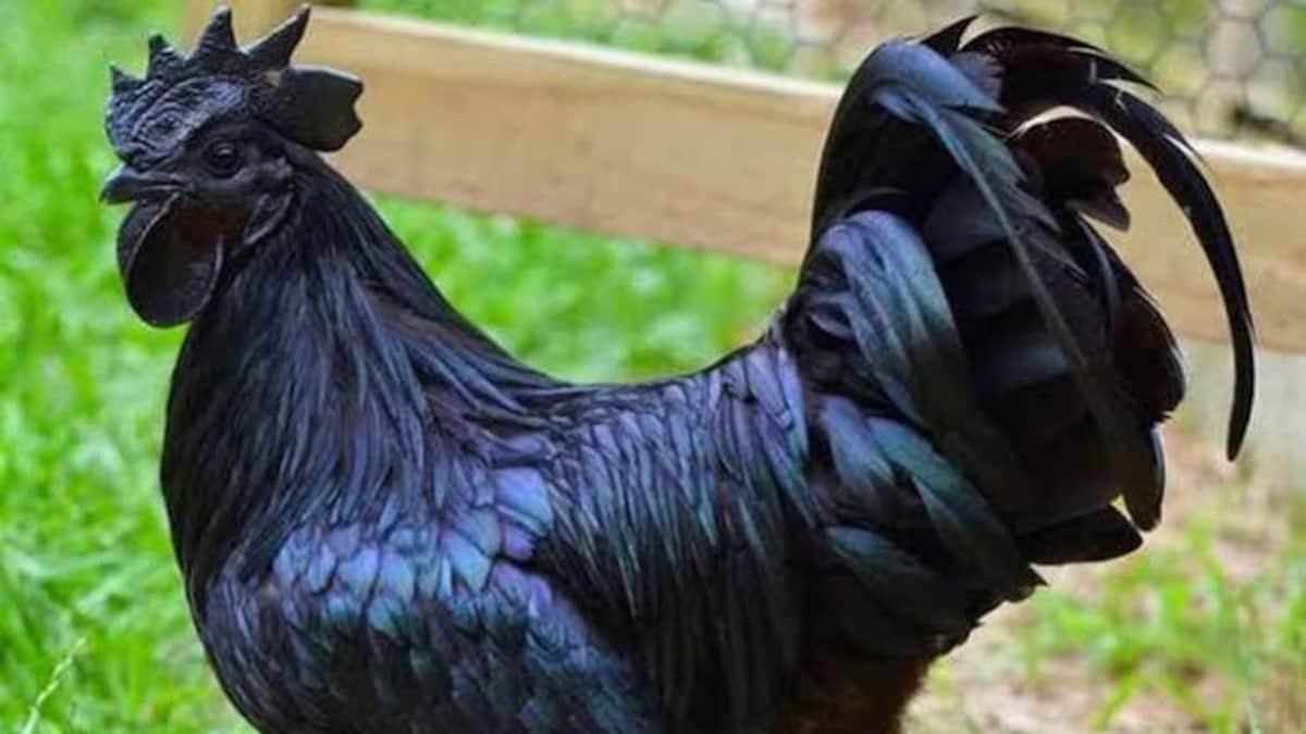 पड़ोसी के मुर्गे की बांग से परेशान हुए डॉक्टर मोदी