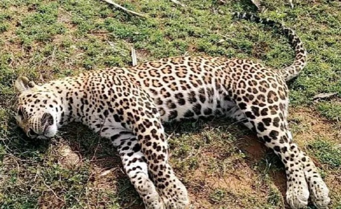 दमोह में तेंदुए की हुई मौत