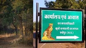 कूनो के माहौल में ढले नामीबियाई चीते