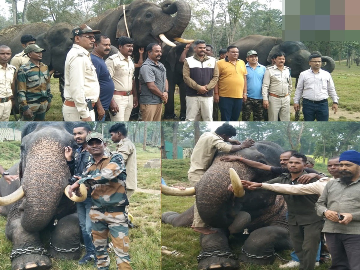 1600 किमी का सफर कर एमपी लाए गए 4 हाथी