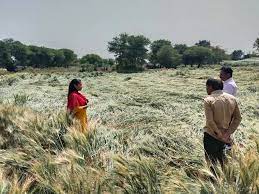 ratlam, Heavy damage ,wheat, gram, garlic and onion 