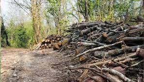 bhopal, Wood sales ,centers set up , various places , Holi festival