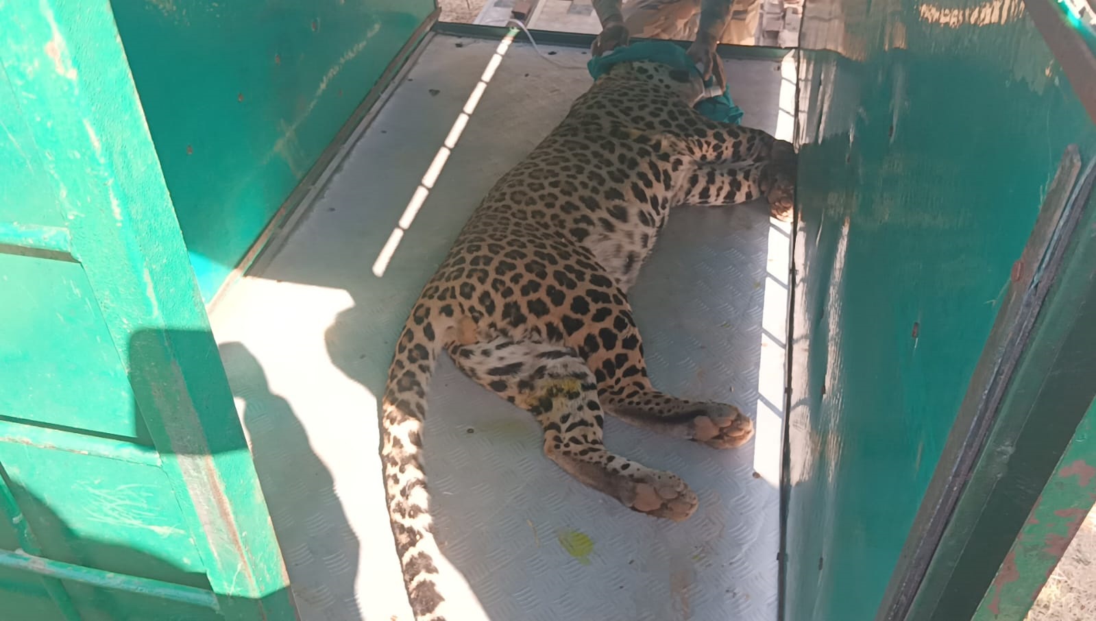 ख़त्म हुआ तेंदुए को बचाने का  रेस्क्यू ऑपरेशन