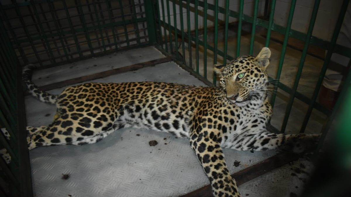 मादा तेंदुआ का ईलाज वन विहार में होगा