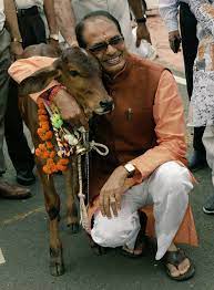 सरकारी रिकॉर्ड में गायों की दर्दनाक दांस्ता