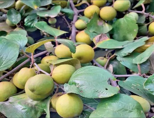 पूरे देश में त्रिलोका बेर के केवल 5 पेड़