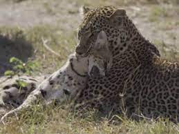 बेहरहमी से तेंदुए का शिकार