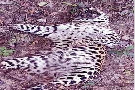 बेहरहमी से तेंदुए का शिकार