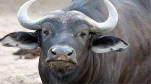 अजब एमपी का गजब टैक्स भुगतान