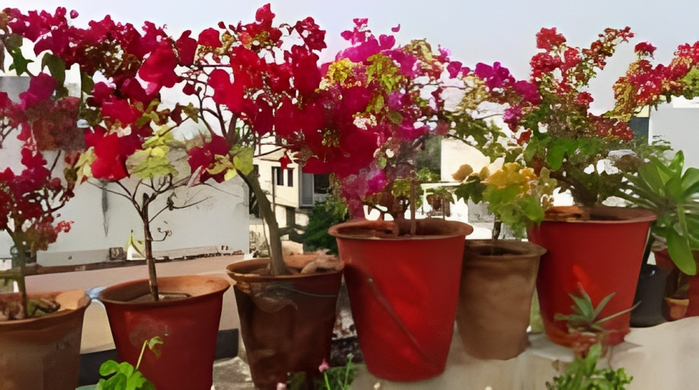 जी 20 होने से पहले ही हुई फूलों की चोरी