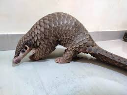 पैंगोलिन की खाल के तस्करी  गिरफ्तार