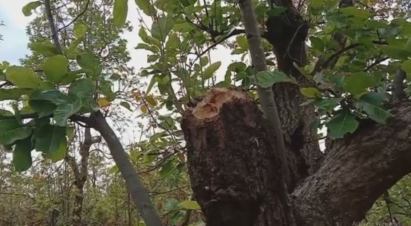 वन माफिया खुलेआम कर रहे पेड़ों की कटाई