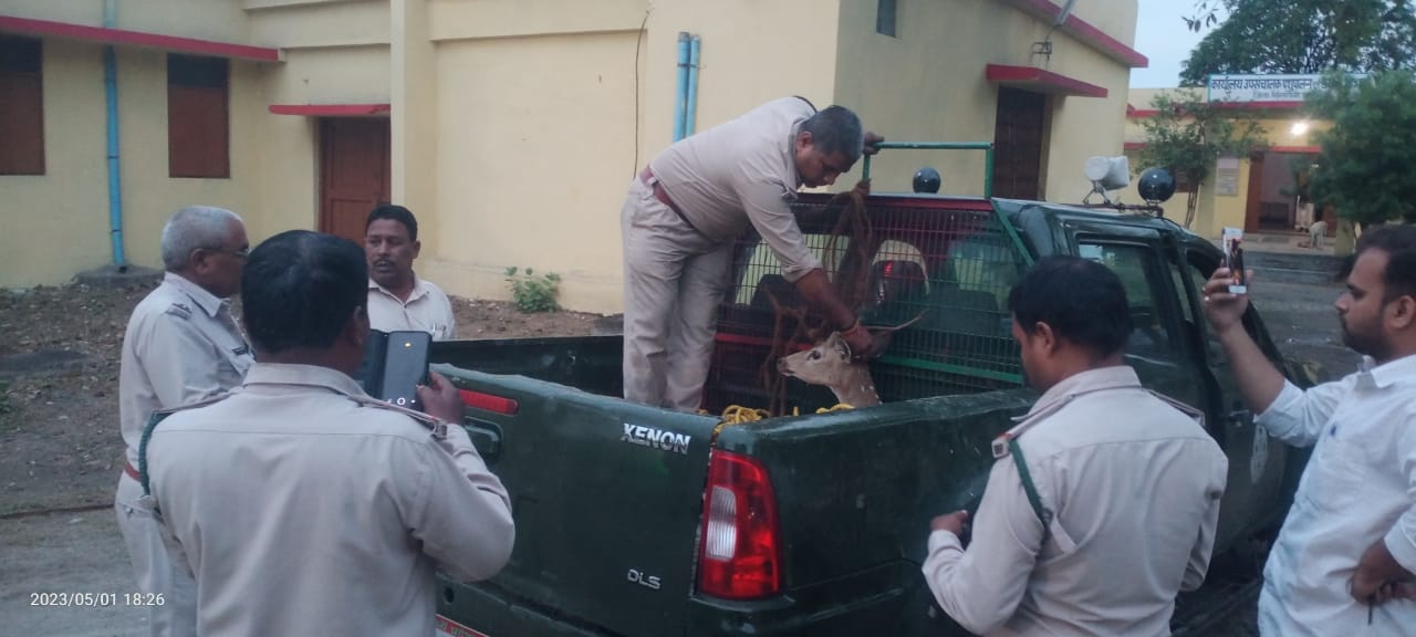  बैढऩ शहर के मोहल्ले में पहुंचा चीतल