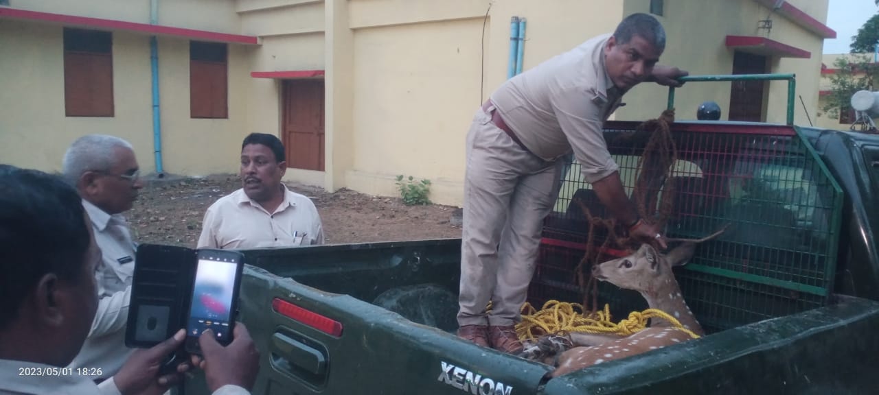  बैढऩ शहर के मोहल्ले में पहुंचा चीतल