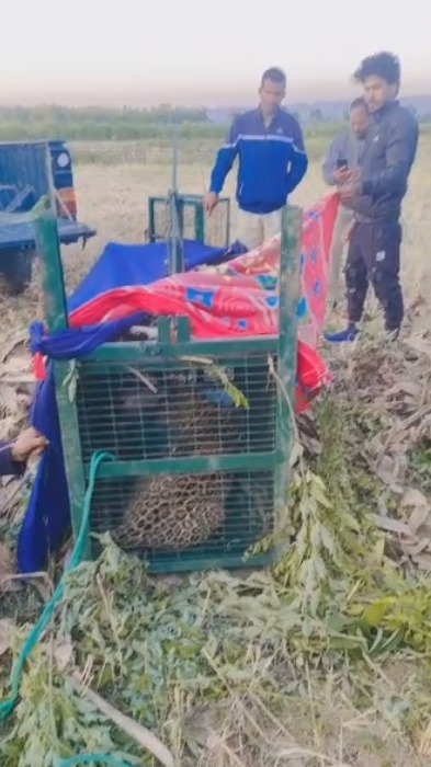 एक महीने से लोग गुलदार के आतंक से थे परेशान