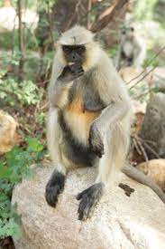 बंदरो की टोली करती हैं आतंक चुरा लेती हैं सामन