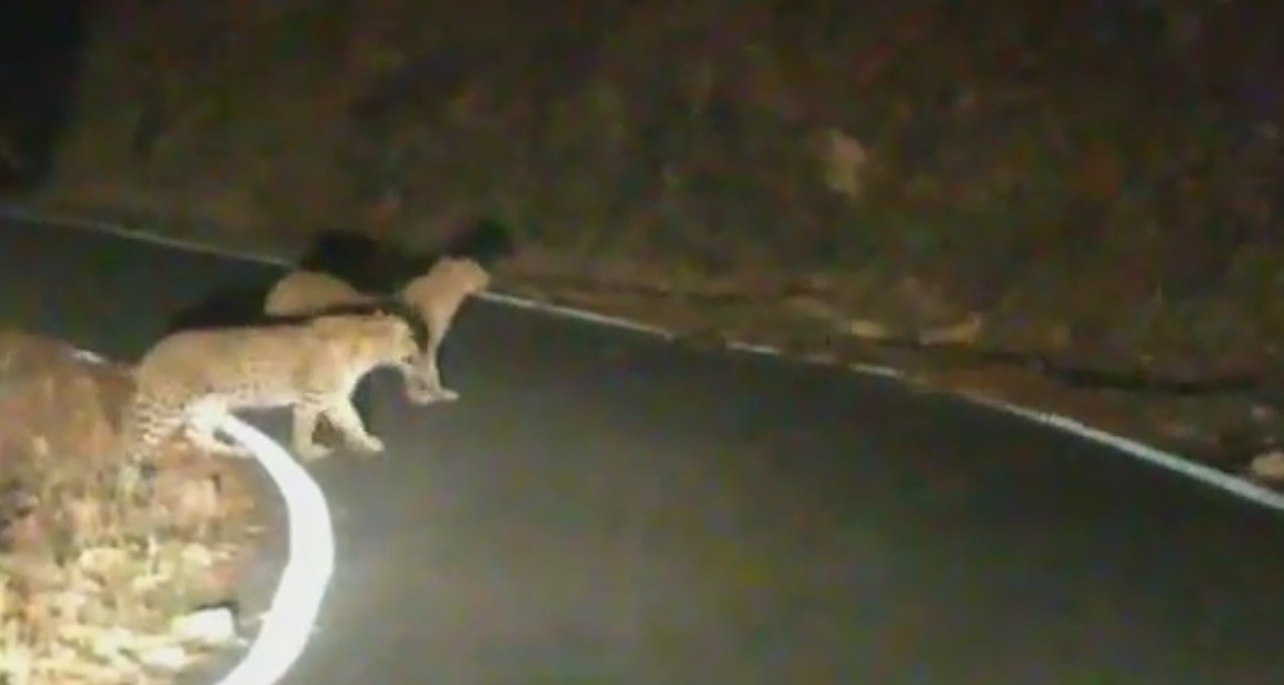 तीन तेंदुओं की सड़क पर मस्ती