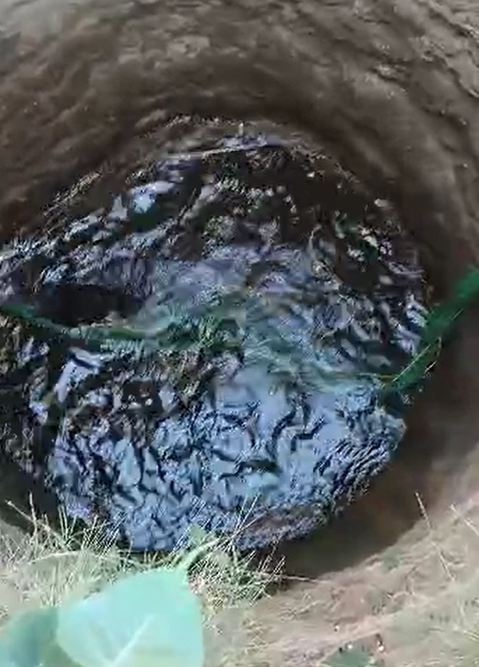 वन विभाग ने भालू को रेस्क्यू कर बचाया