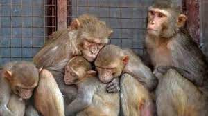 आरोपियों ने दिया बंदरों को जहर
