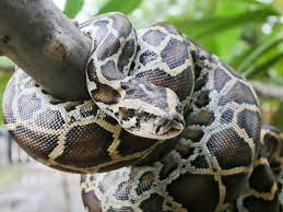 विशालकाय अजगर ने बकरे को निगल लिया