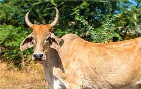 गाय से क्रूरता कर मानवता को किया शर्मसार