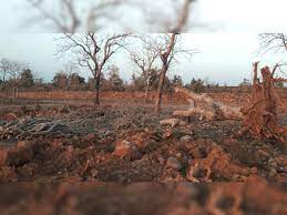 सैकड़ों हरे भरे पेड़ो पर चली आरी