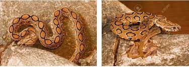 सांप के कारण अनियंत्रित हुआ  ट्रैक्टर  