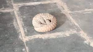 कटनी जिले में पैंगोलिन का आतंक