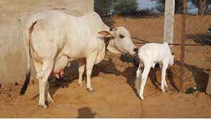 गौ हत्या में शामिल गैंग का हुआ खुलासा