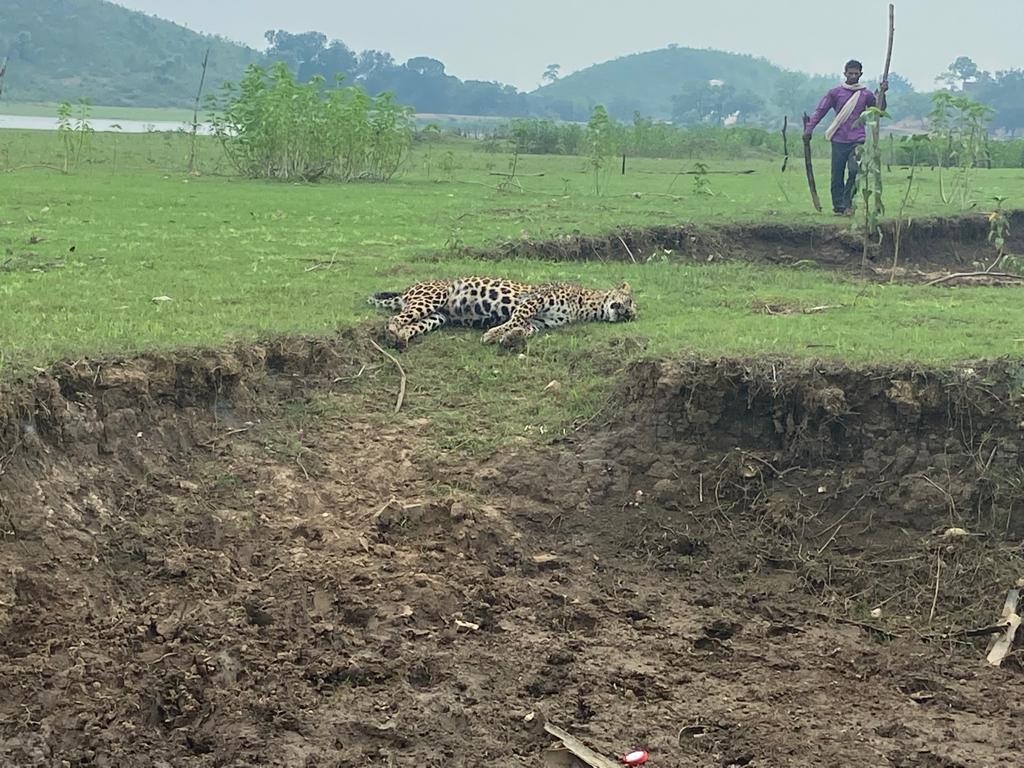 मादा तेंदुए की रहस्यमय तरीके से हुई मौत