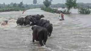 मायापुर में बारिश का कहर